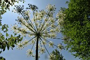54 Raggera verso il cielo